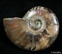 Inch Flashy Red Iridescent Ammonite #2586-1